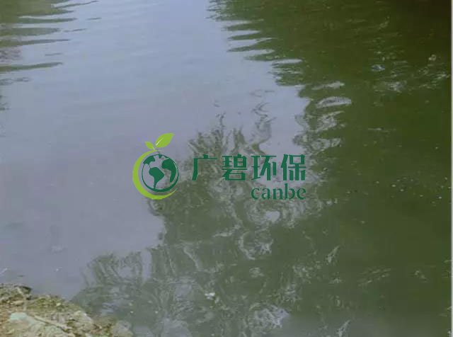 佛山南海黑臭河道生物治理案例(圖3)